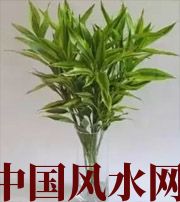 桦甸十二生肖养什么植物最旺财运？你知道吗！